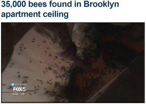 【海外発！Breaking News】アパート天井裏に3万5千匹のハチ！　採れた蜂蜜18kg以上（米）