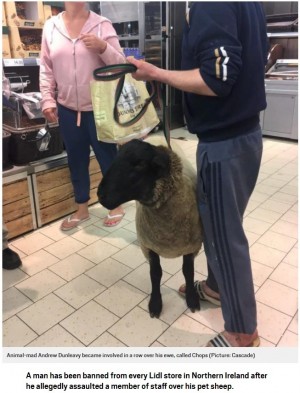 【海外発！Breaking News】羊を連れてスーパーに来た飼い主、入店拒否を告げられ大揉め（北アイルランド）