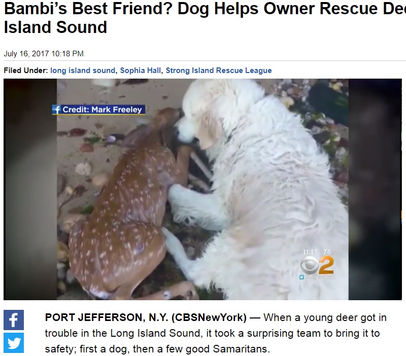 子鹿を救ったゴールデン・レトリバー（画像は『CBS New York　2017年7月16日付「Bambi’s Best Friend? Dog Helps Owner Rescue Deer Stranded In Long Island Sound」』のスクリーンショット）