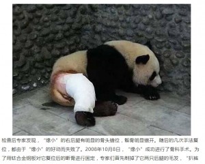 【海外発！Breaking News】後ろ足骨折が完治した中国のパンダ、写真に「パンツを脱いだ子みたい」の声も＜動画あり＞