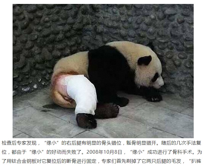 10年前の後ろ足骨折がやっと完治した中国のパンダ（画像は『澎湃新聞　2017年7月7日付「大熊猫被“脱裤子”照爆红：事发九年前，因打群架骨折被剃毛」（封面新闻）』のスクリーンショット）