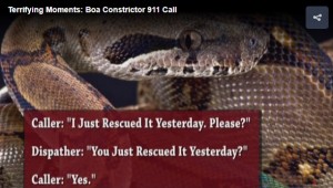 【海外発！Breaking News】「170センチのヘビが身体に巻き付いて離れない！」緊急コールで助けを求めた女性（米）