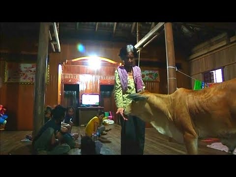 牛小屋ではなく「家」で過ごす子牛（画像は『The Star Online　2017年7月20日公開 YouTube「Cambodian woman marries calf」』のサムネイル）