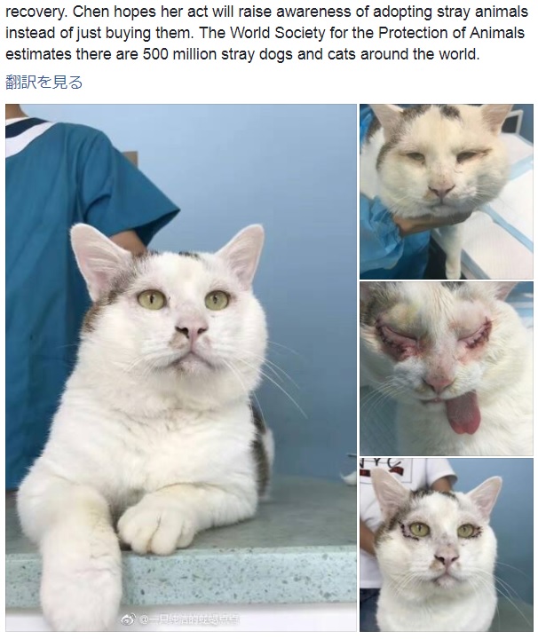手術で目をパッチリさせた猫（画像は『CGTN　2017年7月26日付Facebook「Cat's Eyes: Stray cat becomes online hit after surgery」』のスクリーンショット）
