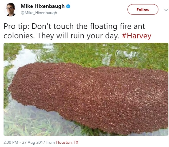 水面で群れをなすヒアリ（画像は『Mike Hixenbaugh　2017年8月28日付Twitter「Pro tip: Don't touch the floating fire ant colonies. They will ruin your day. ＃Harvey」』のスクリーンショット）