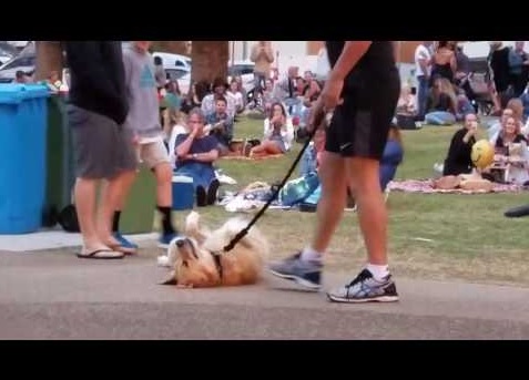 死んだふりをする犬（画像は『RM Videos　2017年8月7日公開 YouTube「I don't wanna go home yet」（Jukin Media Verified）』のサムネイル）