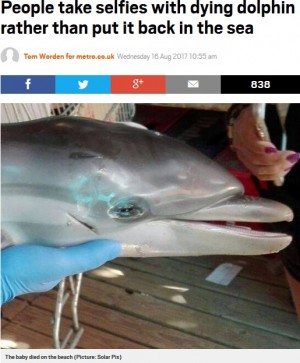 【海外発！Breaking News】母親とはぐれたイルカの赤ちゃん死ぬ　海水浴客に触られ続けて（スペイン）