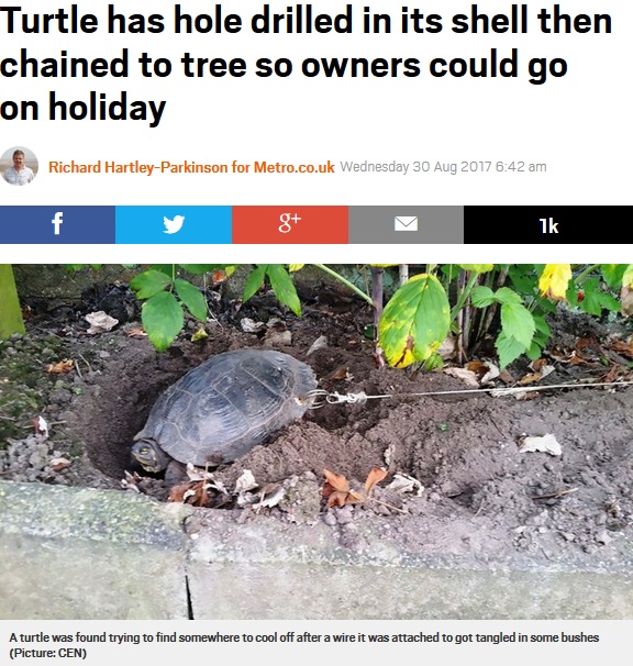 甲羅に穴を開けられワイヤーで繋がれたカメ（画像は『Metro　2017年8月30日付「Turtle has hole drilled in its shell then chained to tree so owners could go on holiday」（Picture: CEN）』のスクリーンショット）