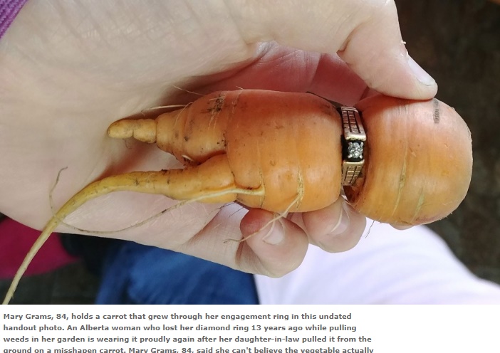 ダイヤの指輪がはまったニンジン（画像は『CP24　2017年8月16日付「Alberta woman finds lost ring on carrot in garden」（THE CANADIAN PRESS/HO, Iva Harberg）』のスクリーンショット）