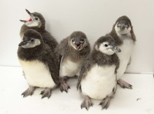 『すみだ水族館』で赤ちゃんペンギン5羽がプールデビュー　川栄李奈が名付け親の「あんこ」も