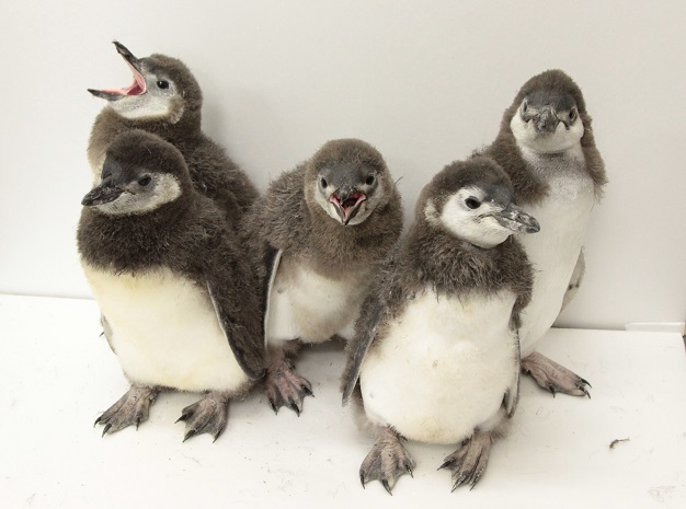 プールデビューを控えた5羽の赤ちゃんペンギン