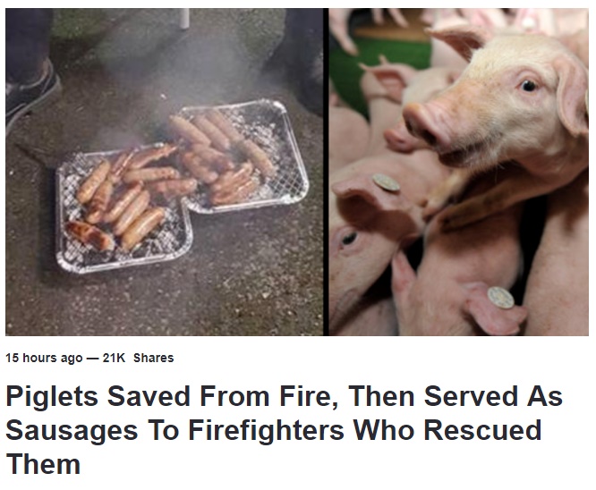 消火活動で命を救われた豚だが…（画像は『LADbible　2017年8月23日付「Piglets Saved From Fire, Then Served As Sausages To Firefighters Who Rescued Them」』のスクリーンショット）