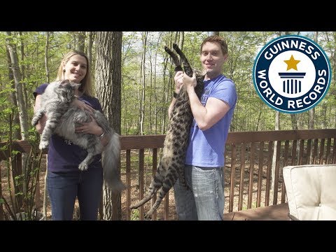 尻尾が世界一長い猫と体高が世界一高い猫（画像は『Guinness World Records　2017年9月11日公開 YouTube「Tallest cat and longest tail live together - Guinness World Records」』のサムネイル）