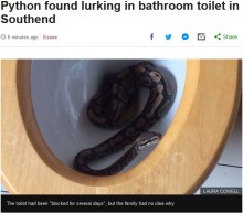 【海外発！Breaking News】5歳男児、自宅トイレでニシキヘビを発見（英）