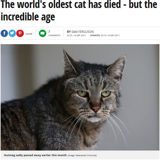 32年生きたとみられる猫「ナツメグ」（画像は『Mirror　2017年9月14日付「The world's oldest cat has died - but the puss reached an incredible age」（Image: Newcastle Chronicle）』のスクリーンショット）