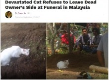 【海外発！Breaking News】飼い主を亡くした猫、墓地から離れず（マレーシア）