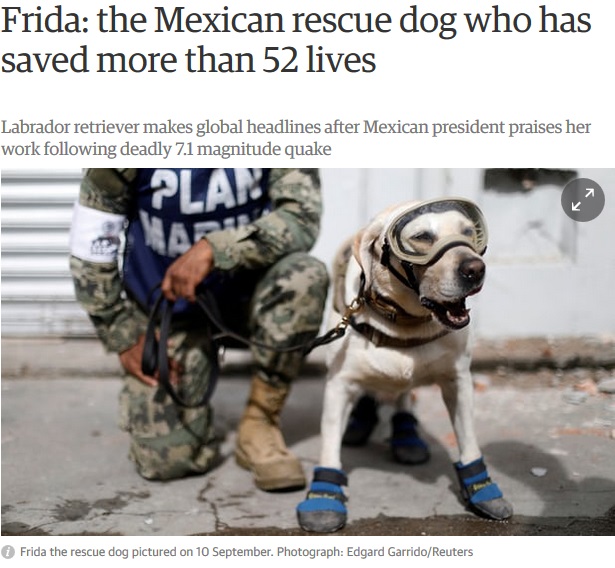 メキシコ地震でも大活躍した救助犬「フリーダ」（画像は『The Guardian　2017年9月23日付「Frida: the Mexican rescue dog who has saved more than 52 lives」（Photograph: Edgard Garrido/Reuters）』のスクリーンショット）