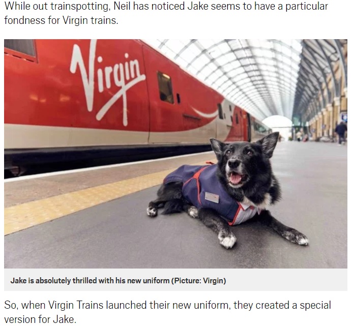 電車が大好きな老犬に鉄道会社が粋な計らい（画像は『Metro　2017年9月28日付「Dog hangs around Stafford Station for so long Virgin Trains give him a uniform」（Picture: Virgin）』のスクリーンショット）