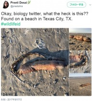【海外発！Breaking News】ハリケーンでビーチに打ち上げられた謎の生物にネット民騒然（米）
