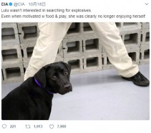 【海外発！Breaking News】CIAを解雇された訓練中の仔犬、今後を心配されるも幸せな生活を掴む（米）