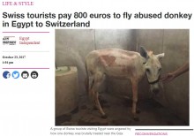 【海外発！Breaking News】虐待されたロバ　スイス人旅行者達が飼い主から救出（エジプト）