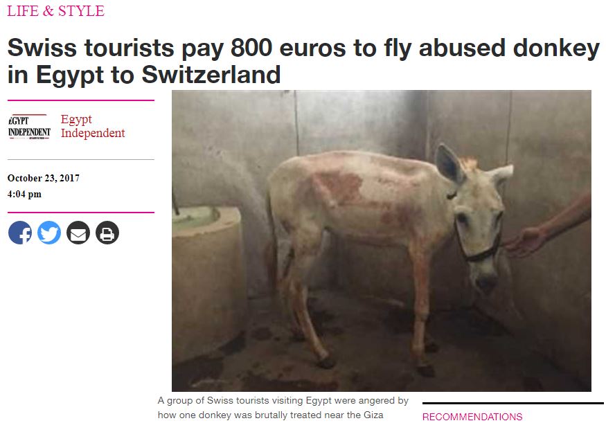 スイス人旅行者達に救出されたロバ（画像は『Egypt Independent　2017年10月23日付「‘Lucky donkey’ sold and moved from Egypt to Switzerland」』のスクリーンショット）