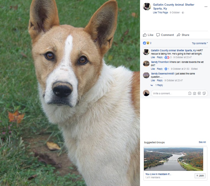 大きな腫瘍を抱え飼い主に見放された犬（画像は『Gallatin County Animal Shelter Sparta, Ky　2017年10月9日付Facebook「UPDATE HE HAS RESCUE!!!!!」』のスクリーンショット）