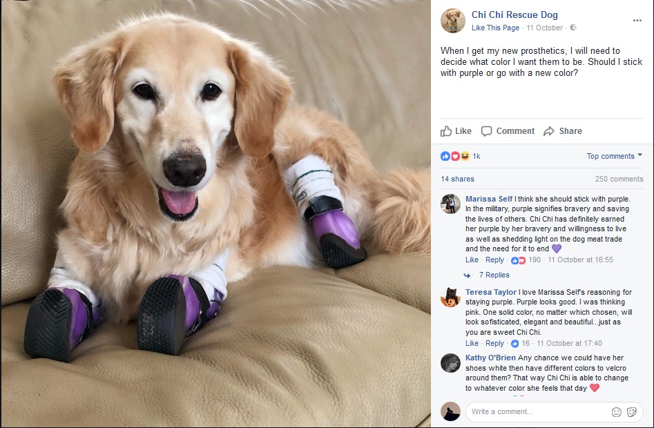 辛い過去を持つゴールデン・レトリバー、セラピー犬として人の癒しに（画像は『Chi Chi Rescue Dog　2017年10月11日付「When I get my new prosthetics, I will need to decide what color I want them to be.」』のスクリーンショット）