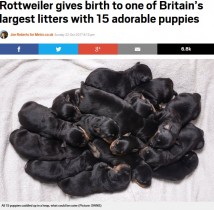 【海外発！Breaking News】15匹の赤ちゃんを出産したロットワイラー犬に飼い主も驚き（英）