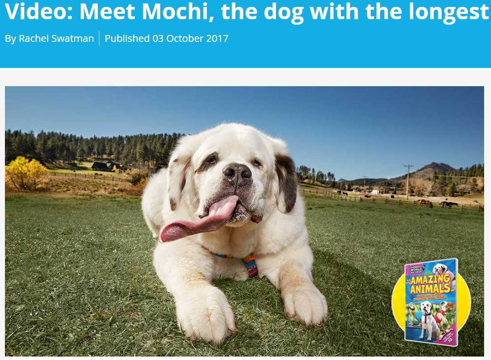 舌の長さ18.58cmでギネス認定された「モチ」（画像は『Guinness World Records　2017年10月3日付「Video: Meet Mochi, the dog with the longest tongue」』のスクリーンショット）