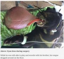 【海外発！Breaking News】3キロの巨大な舌を持つツキノワグマ　手術が無事成功（ミャンマー）