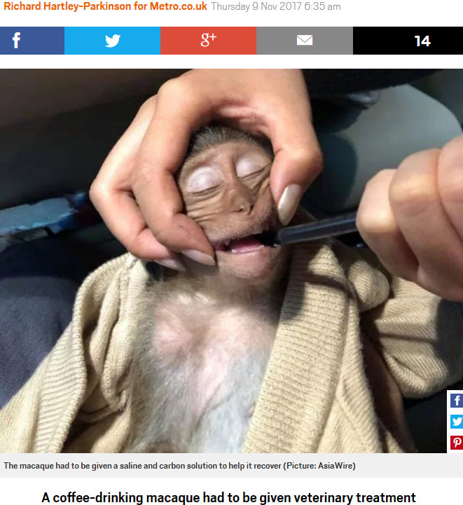 カフェイン過剰摂取で治療を受ける猿（画像は『Metro　2017年11月9日付「Coffee-drinking macaque collapses from caffeine overdose after stealing tourist’s drink」（Picture: AsiaWire）』のスクリーンショット）