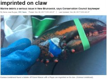 【海外発！Breaking News】ペプシコーラ模様のハサミを持つロブスター　専門家は海洋ゴミ問題を危惧（カナダ）