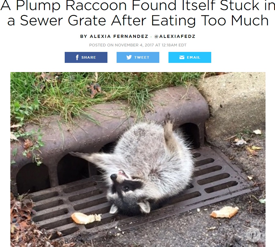 食べ過ぎてお腹が抜けないアライグマ（画像は『People　2017年11月4日付 A Plump Raccoon Found Itself Stuck in a Sewer Grate After Eating Too Much』のスクリーンショット）
