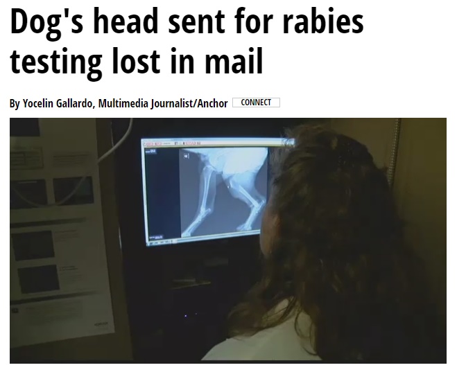 米テキサス州で狂犬病疑いの犬の頭部が行方不明に（画像は『KLTV.com「Dog’s head sent for rabies testing lost in mail」』のスクリーンショット）