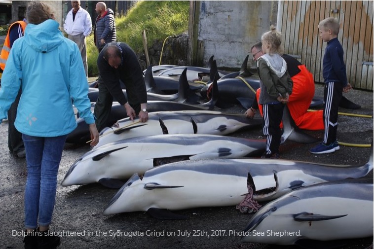 捕獲したイルカを分配するため計測する住民（画像は『Sea Shepherd Global　2017年11月8日付「Operation Bloody Fjords update: Covert patrols documenting the slaughter go completely undetected by the Faroese government」』のスクリーンショット）