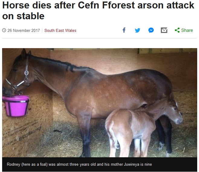 母馬は助かるも、2歳の子馬が放火の犠牲に…（画像は『BBC News　2017年11月26日付「Horse dies after Cefn Fforest arson attack on stable」』のスクリーンショット）