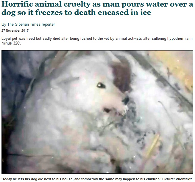 救出されるも犬は低体温症で安楽死の運命に（画像は『Siberian Times　2017年11月27日付「Horrific animal cruelty as man pours water over a dog so it freezes to death encased in ice」（Picture: Vkontakte）』のスクリーンショット）
