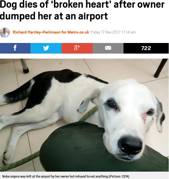 捨てた飼い主を1か月以上待ち続けた犬（画像は『Metro　2017年11月17日付「Dog dies of ‘broken heart’ after owner dumped her at an airport（Picture: CEN）』のスクリーンショット）