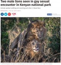 【海外発！Breaking News】交尾をする2頭の雄ライオンに「同性愛者の誇り」の声（ケニア）