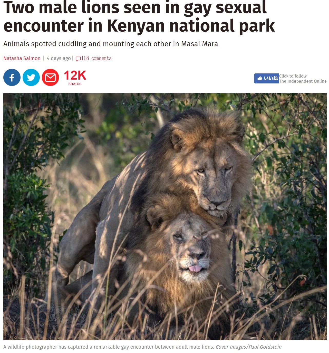 2頭の雄ライオンが交尾（画像は『The Independent　2017年11月1日付「Two male lions seen in gay sexual encounter in Kenyan national park」（Images/Paul Goldstein）』のスクリーンショット）