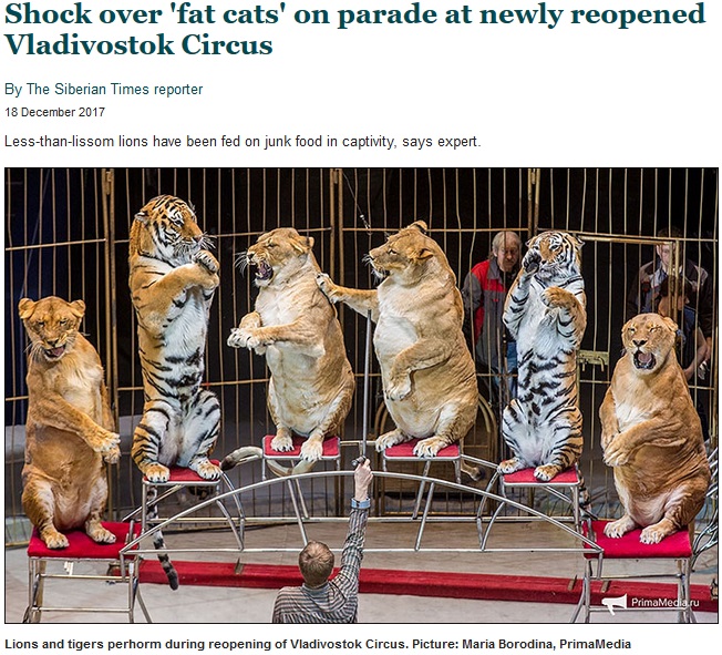 メスライオンに「明らかに肥満、獣医に見せるべき」の声（画像は『Siberian Times　2017年12月18日付「Shock over ‘fat cats’ on parade at newly reopened Vladivostok Circus」（Picture: Maria Borodina，PrimaMedia）』のスクリーンショット）