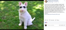 【海外発！Breaking News】日焼け止めとサングラスが必須のアルビノ犬、SNSで人気上昇中（豪）＜動画あり＞