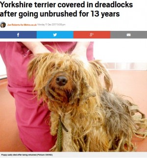 【海外発！Breaking News】13年間飼育放棄されたヨークシャー・テリア、新しい飼い主が見つかるも安楽死に（英）＜動画あり＞
