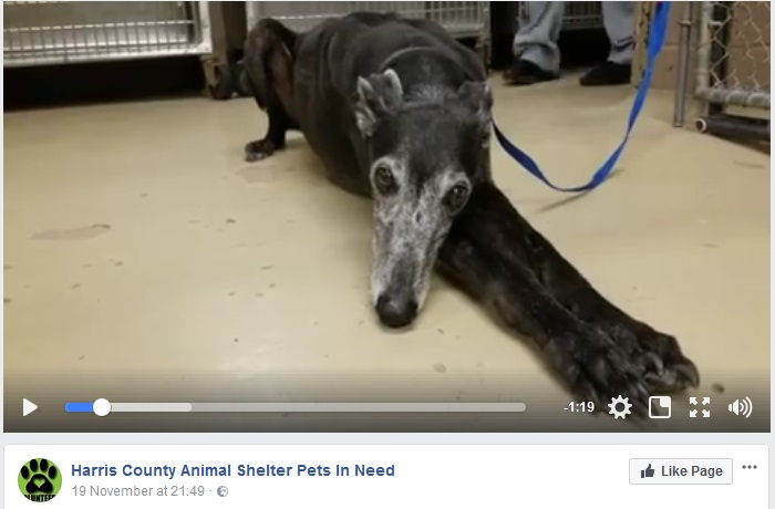飼い主の亡骸に寄り添い続けたグレイハウンド犬（画像は『Harris County Animal Shelter Pets In Need　2017年11月19日付Facebook「497677 UPDATE: SO HAPPY to report she left with a rescue today!」』のスクリーンショット）