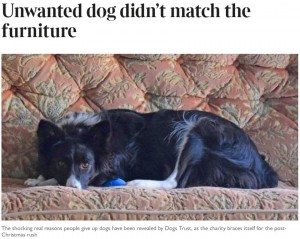 【海外発！Breaking News】「家具とマッチしないから」　動物慈善団体が明かした“飼い主が犬を手放す理由”に愕然（英）