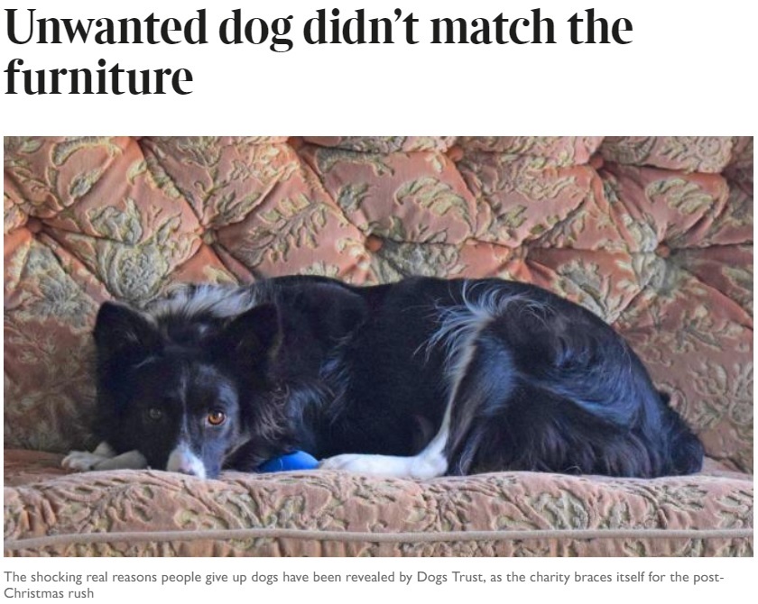 犬を捨てる飼い主の理由が酷い…（画像は『The Times　2017年12月12日付「Unwanted dog didn’t match the furniture」』のスクリーンショット）