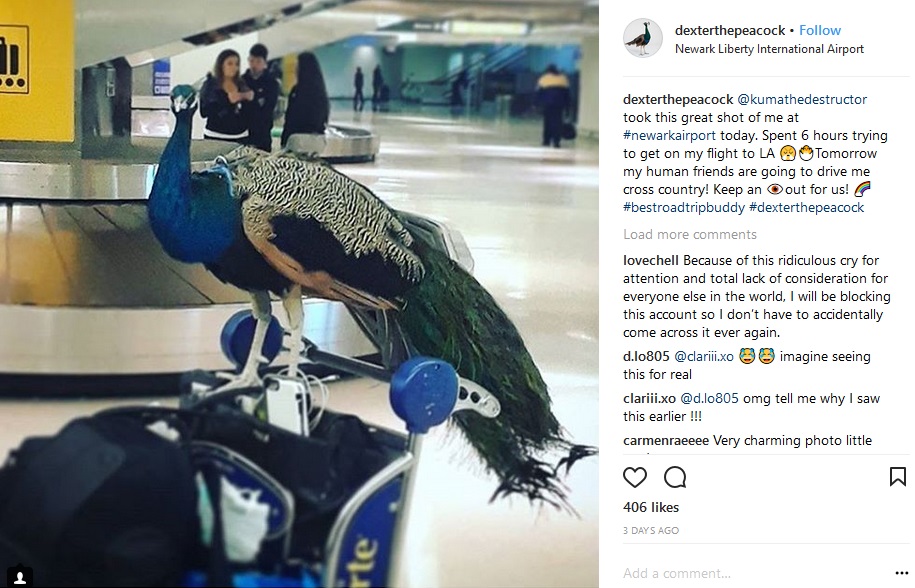 クジャクを連れた女性客、搭乗拒否に（画像は『Dexter The Peacock　2018年1月28日付Instagram「＠kumathedestructor took this great shot of me at ＃newarkairport today.」』のスクリーンショット）