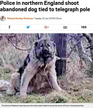 【海外発！Breaking News】捨てられた犬の飼い主を探すも見つからず　警察官が射殺（英）
