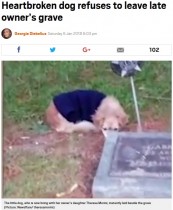【海外発！Breaking News】飼い主を亡くした犬、お墓から動かず（米）＜動画あり＞